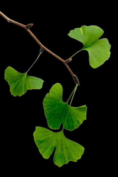 Decorative leaf pattern